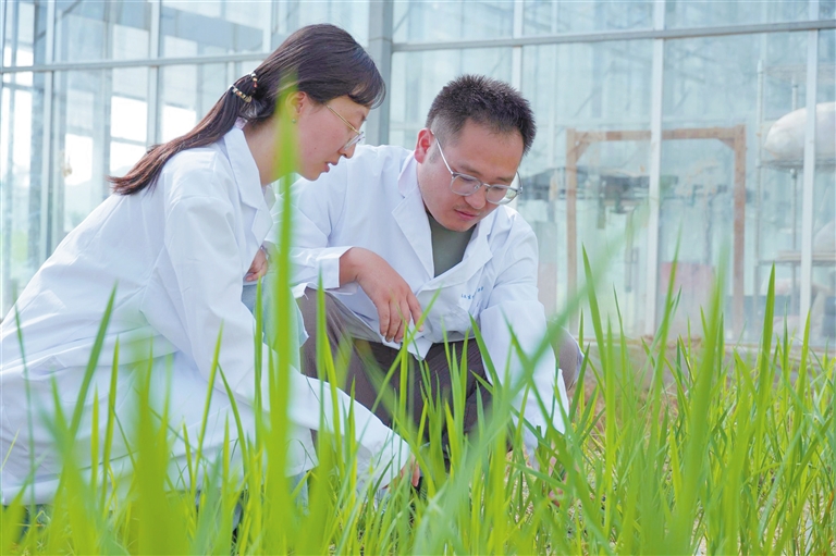 茶稻誕生！三亞科研新突破引領(lǐng)農(nóng)業(yè)生物技術(shù)開發(fā)